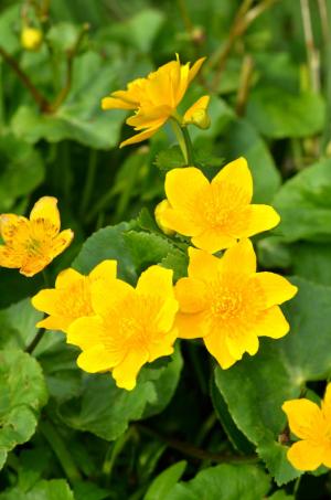 Marsh marigold