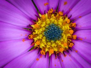 Osteospermum