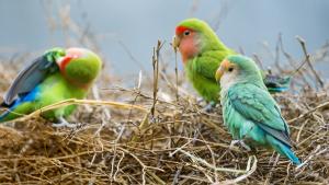 Rosy-faced lovebird