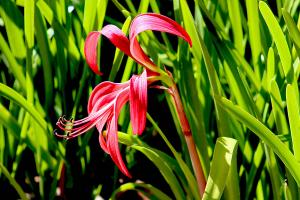 Aztec lily