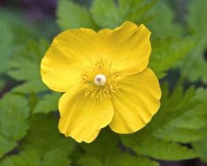 Celandine-poppy