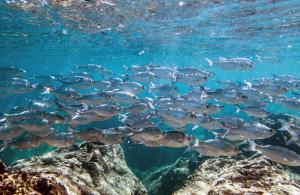 Schooling Fish