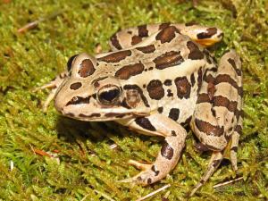 Northern leopard frog