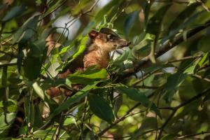 Coatí de cola anillada