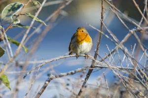 European robin