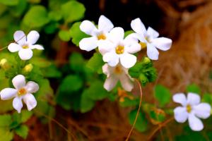 Waterhyssop