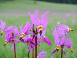 Dodecatheon pulchellum