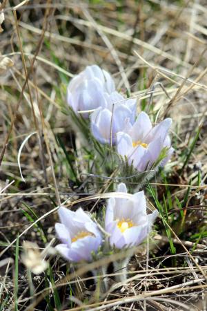 Pasqueflower