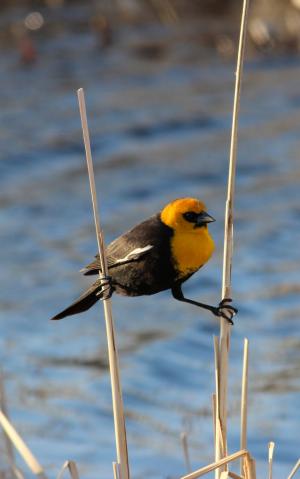 Tordo cabeciamarillo