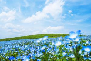 Nemophila