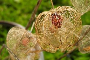 Physalis