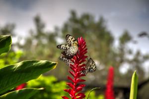 Malabar Tree Nymph