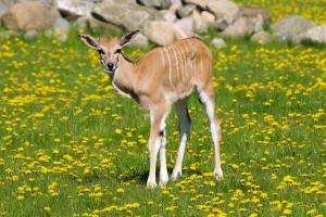 Eland antelope