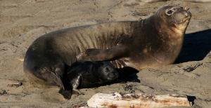 Elephant seal