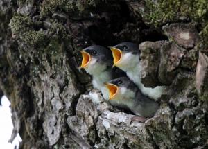 Tree swallows