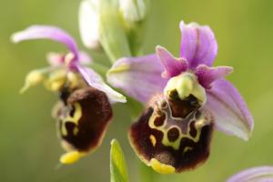 Orquídea araña