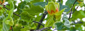 American tulip tree