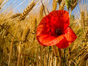 Papaver