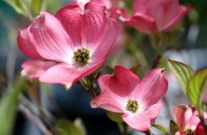 Flowering dogwood