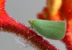 Green mottled planthopper