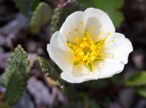 Mountain avens