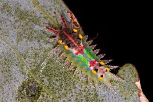 Cup moth larva