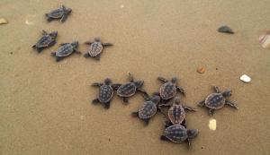 Turtles