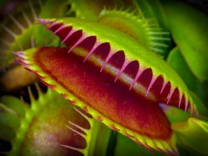 Carnivorous plant