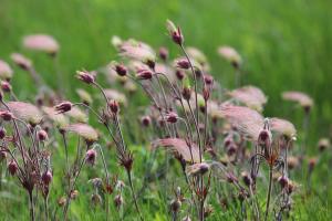 Prairie smoke