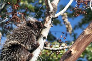 Porcupine