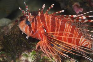 Lion Fish