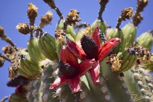 Saguaro