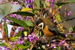 Eastern spinebill