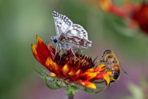 Common Checkered-skipper