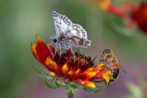 Common Checkered-skipper