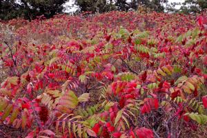 Red Sumac