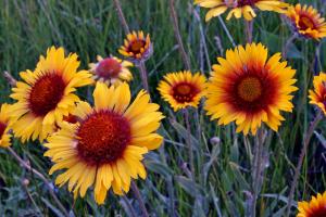 Blanket flower