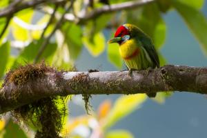 Versicoloured barbet