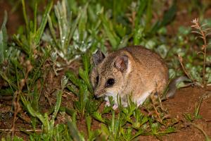 Ratón marsupial de cola gruesa