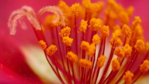 Portulaca grandiflora