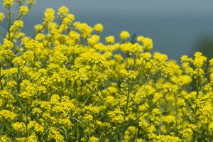 Winter cress