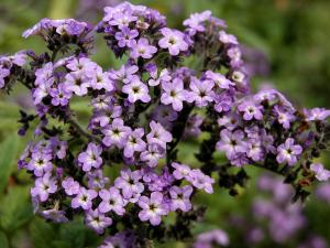 Garden Heliotrope