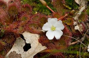 Scented Sundew