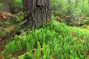 Lycopodium annotinum