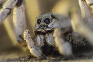 Wolf spider