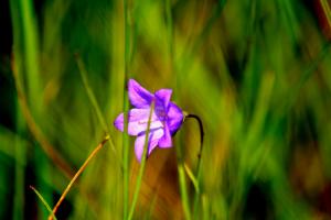 Campanula rotundifolia