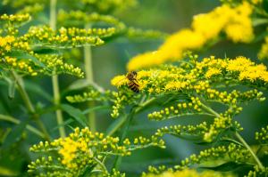 Solidago gigantea