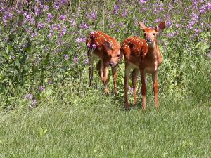 White-tailed deers