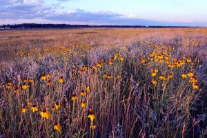 Prairie Coneflower