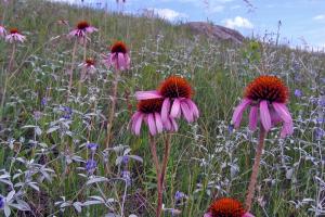 Purple coneflower